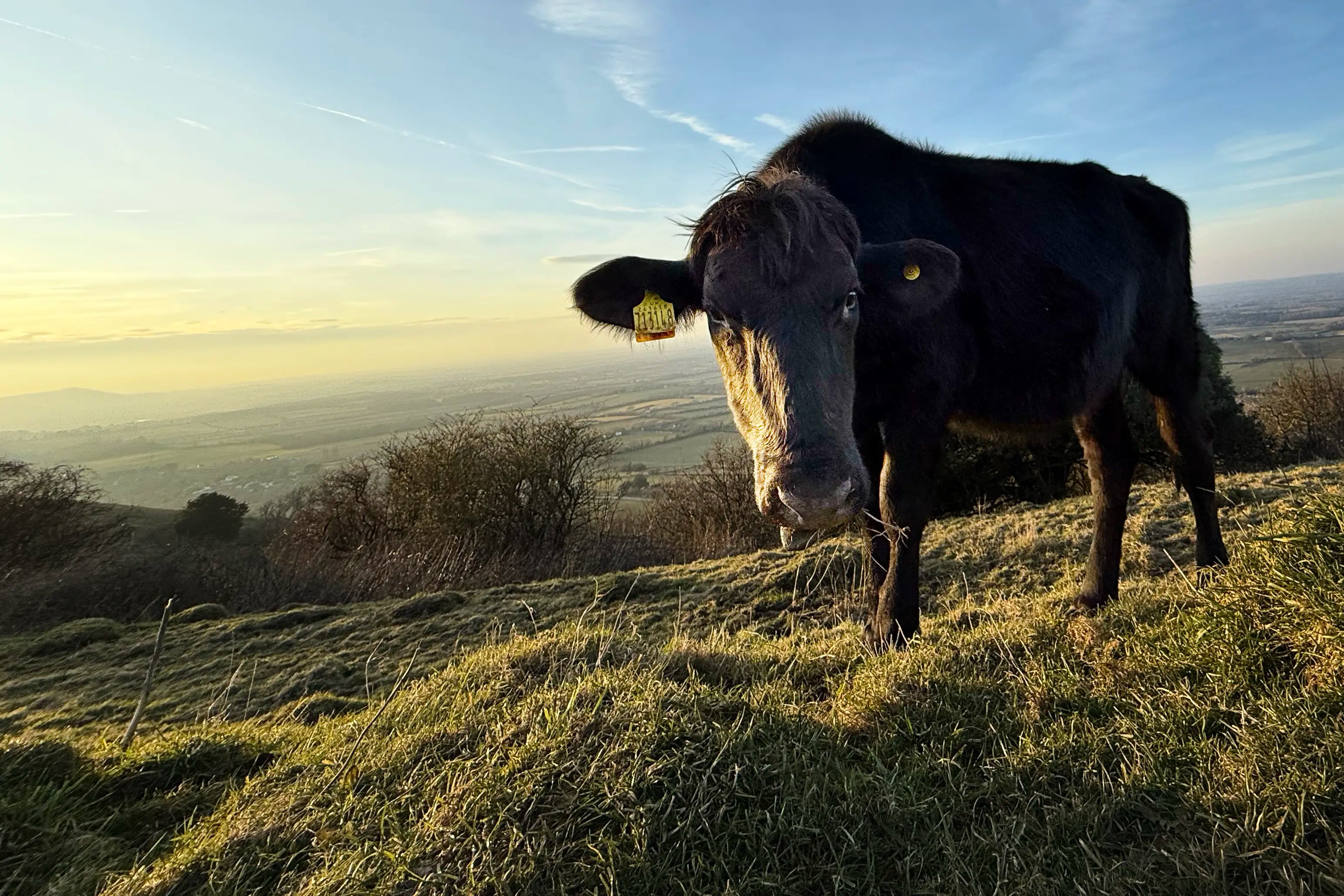 W’ZIS Treats and Dogs with Meat Protein Intolerance