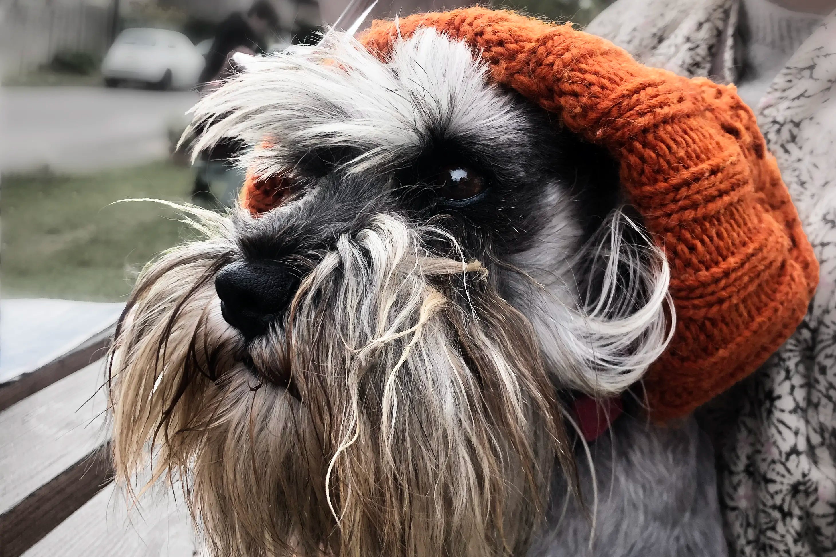Dog wearing a knitted hat