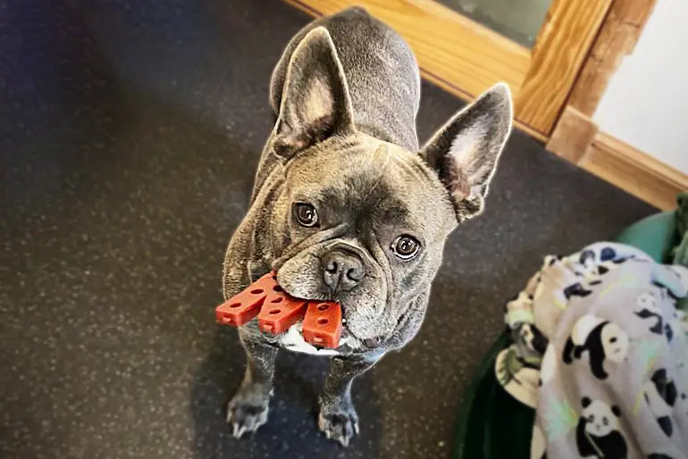 Dog with smoky Dubya chew