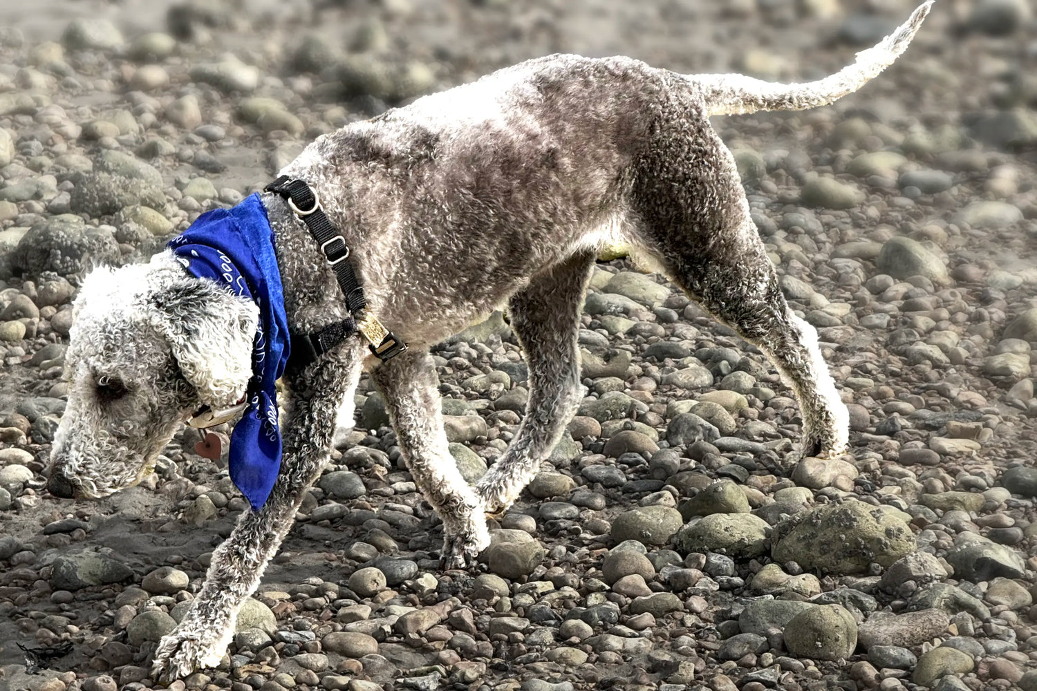 Why Hypoallergenic Matters