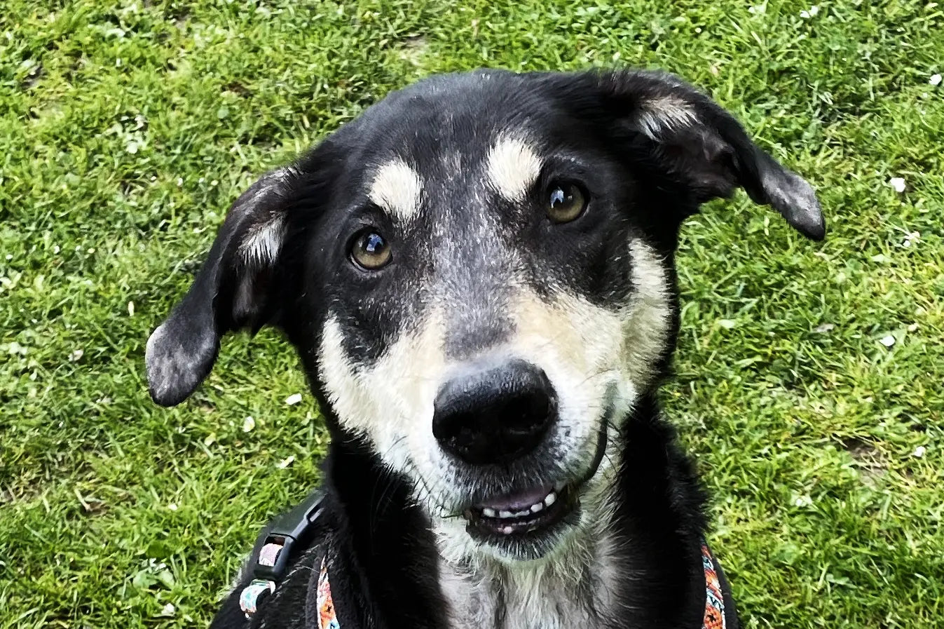 W’ZIS Stocked by the RSPCA