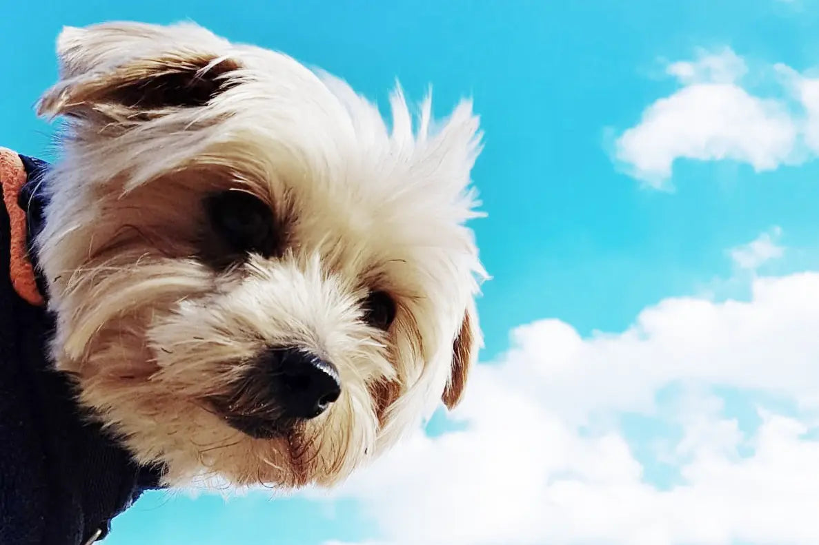 The Power of One (Calorie)