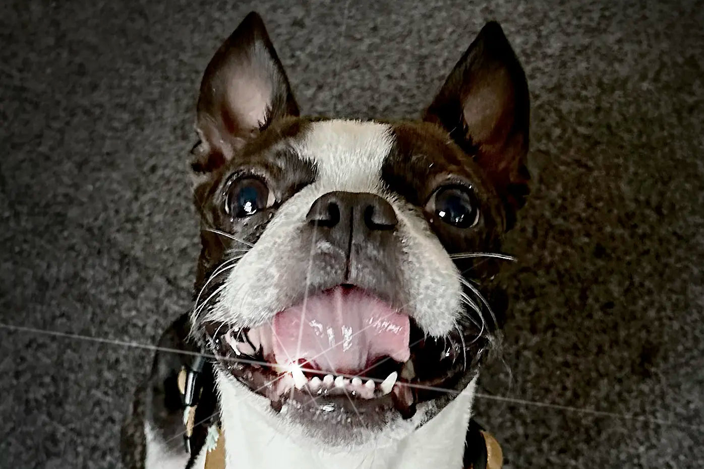 Chew Your Way to Cleaner Teeth (The W’ZIS Way)