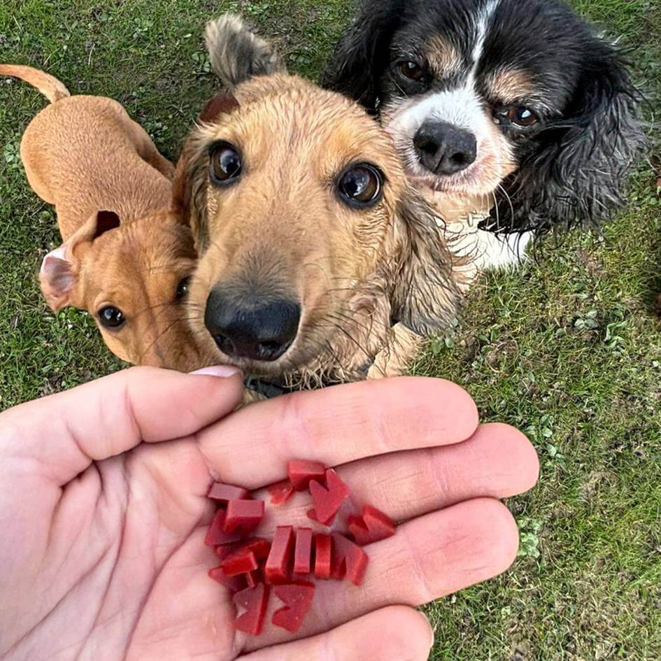 Dog enjoying W'ZIS Wowzers low-calorie treats - customer photo