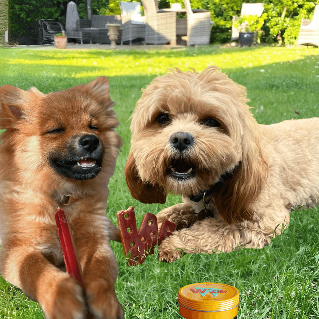 Customer’s dog enjoying W'ZIS No-Bone BBQ treats
