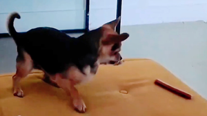 Rocco the dog plays with W’ZIS dental fang chew