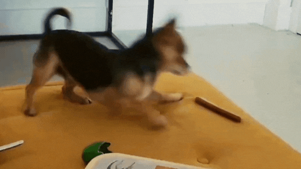 Rocco enjoying W'ZIS healthy fang chew