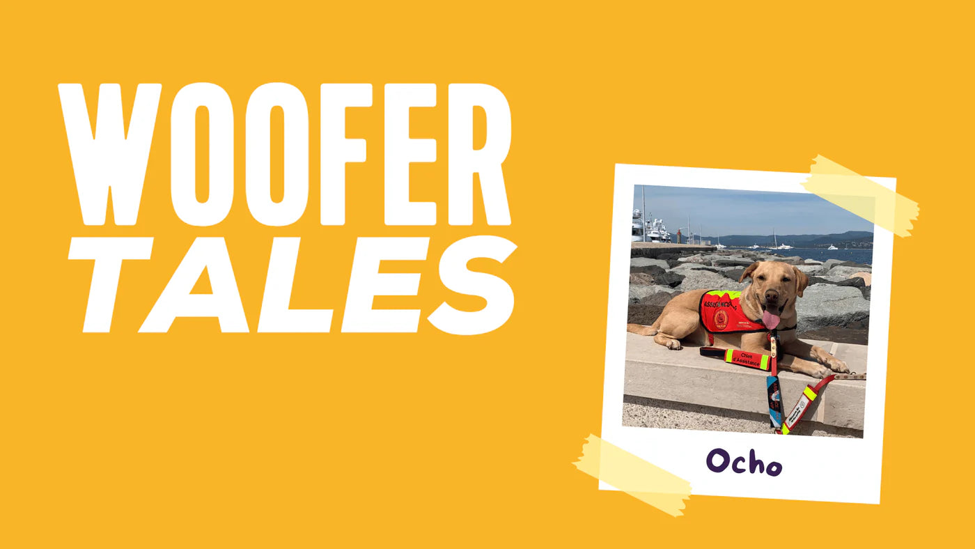 News from Ocho the assistance dog