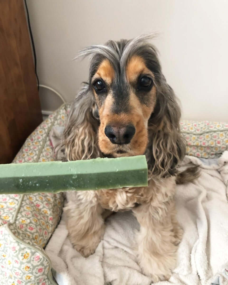 Customer's dog chewing on W'ZIS Dental Fang for fresh breath