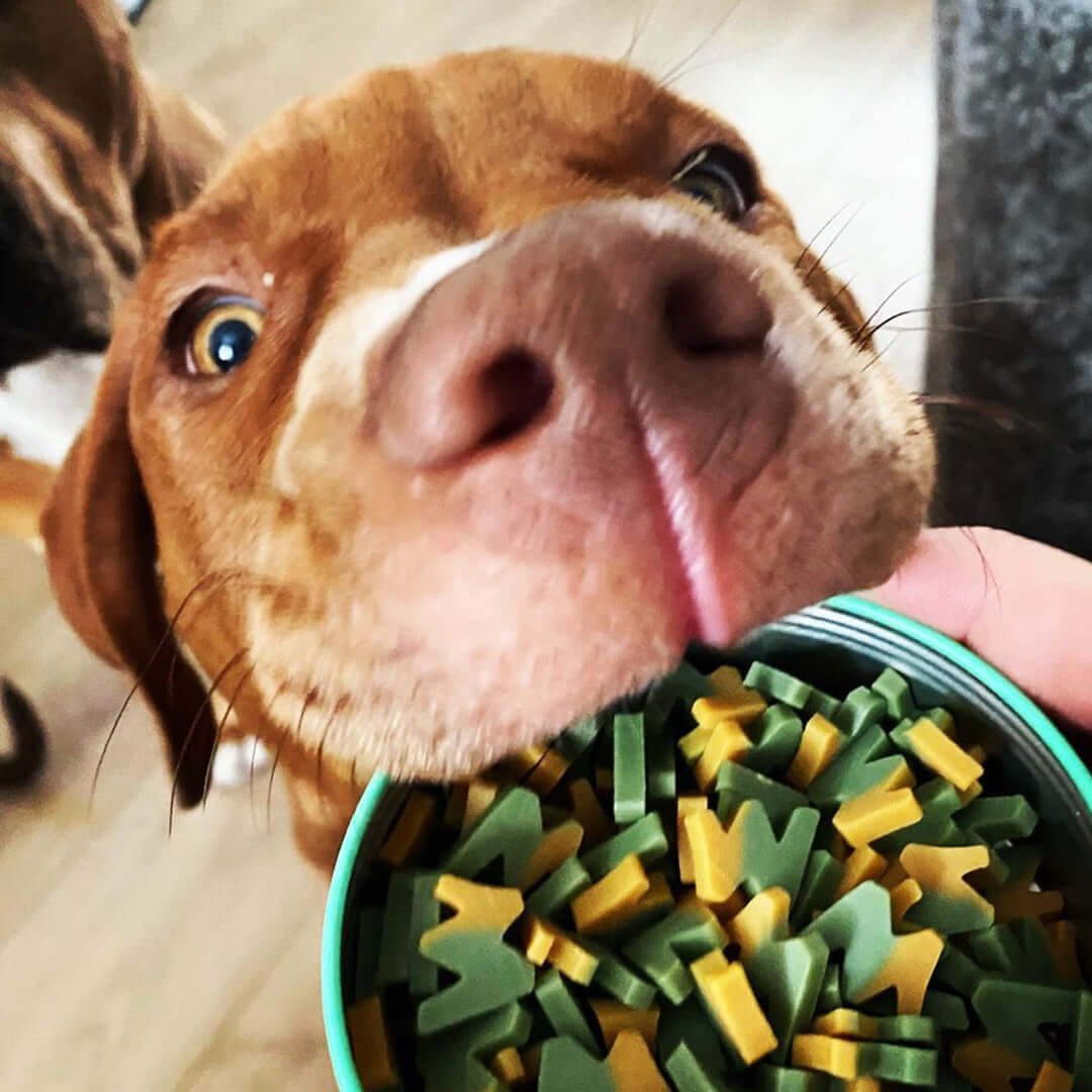 Dog enjoying W'ZIS Slipper & Biscuit peanut butter dog treats - customer video