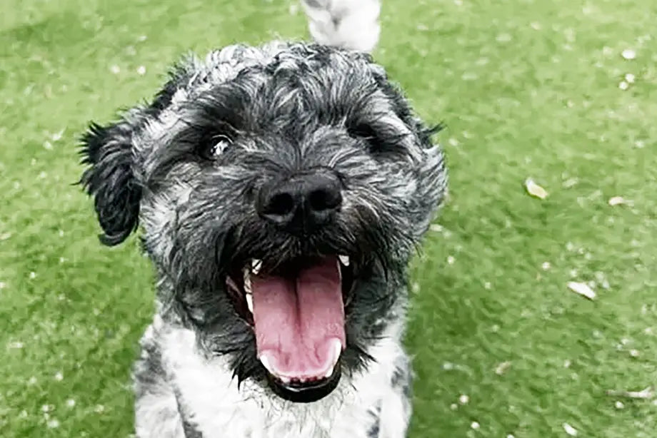 All Dogs Matter x W’ZIS