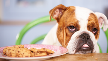 Fussy dog unimpressed with boring treats