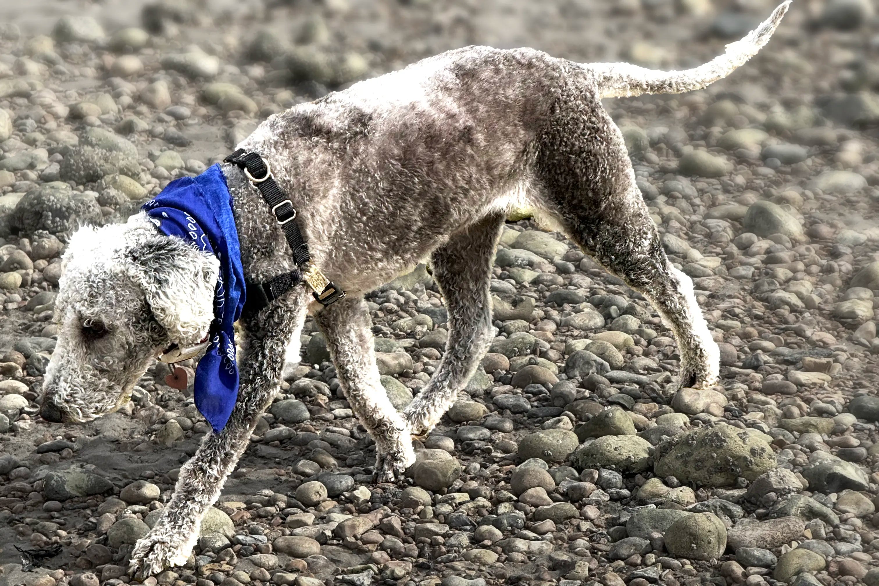 Why Hypoallergenic Matters