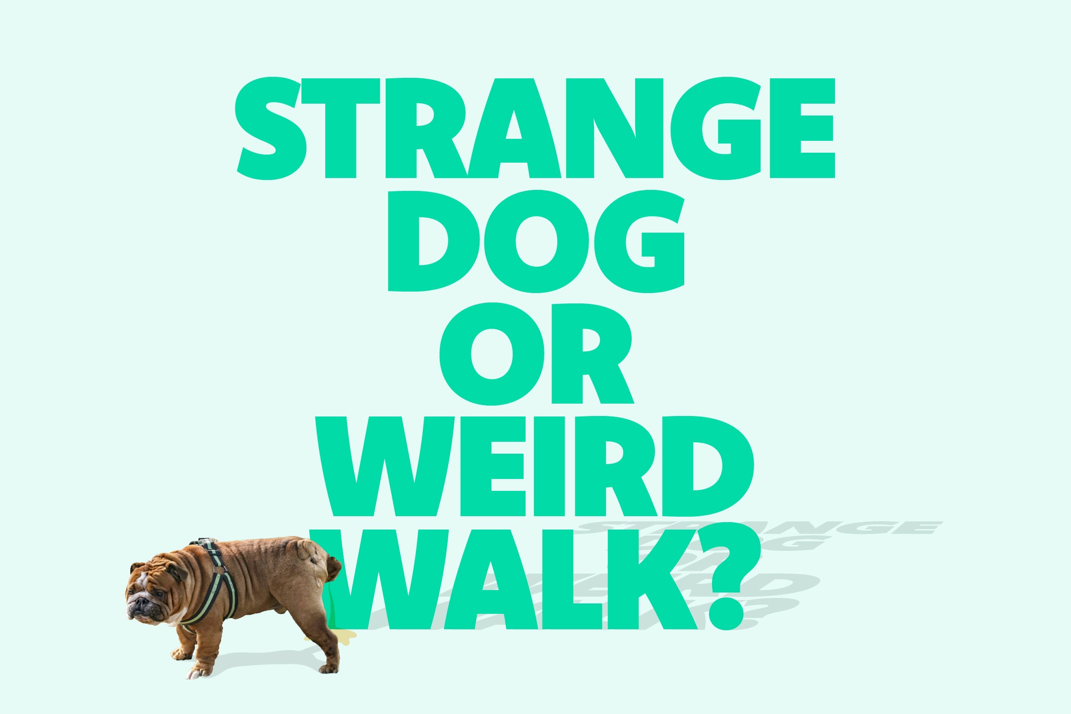 Strange Dog or Weird Walk?