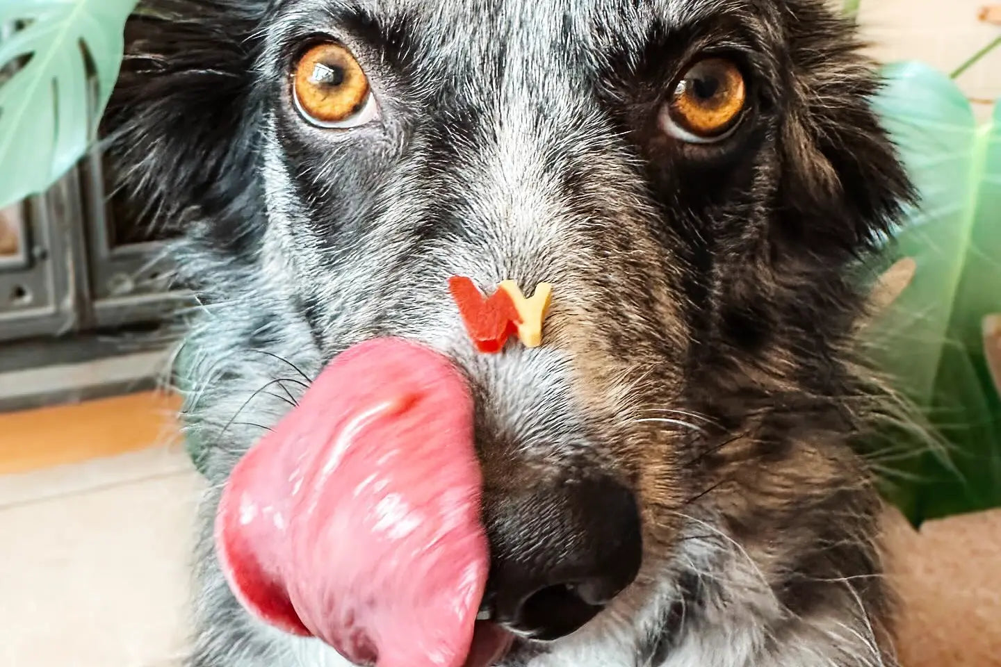 W’ZIS Treats and Dogs with Grain Intolerance