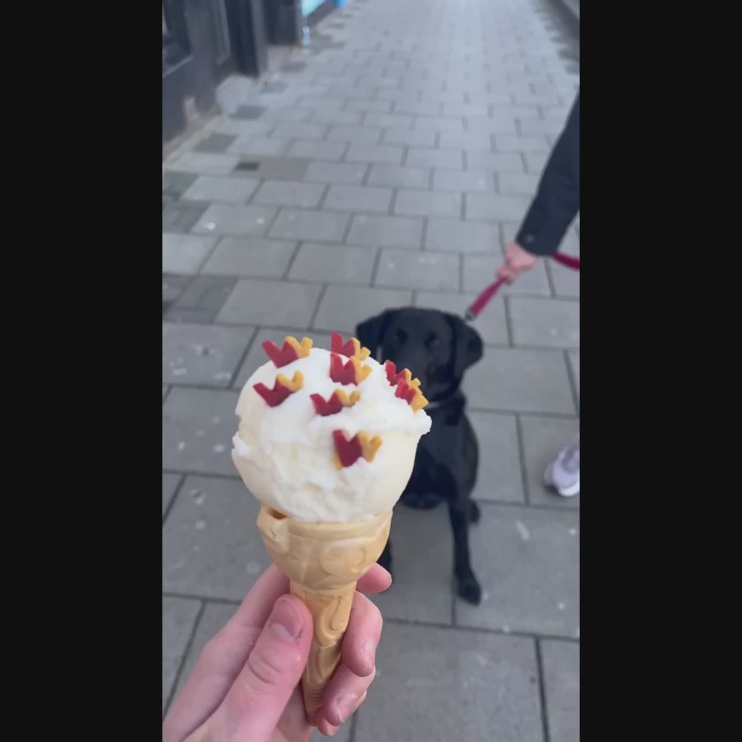 Dog enjoying mixed flavour W'ZIS treats in an ice cream 