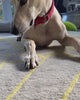 Customer Dog enjoying W'ZIS Postman & Roast treat