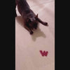 Dog enjoying W'ZIS Dubya dog chew in a customer review video