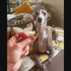 Dog eating W'ZIS Slipper & Biscuit refills - customer review