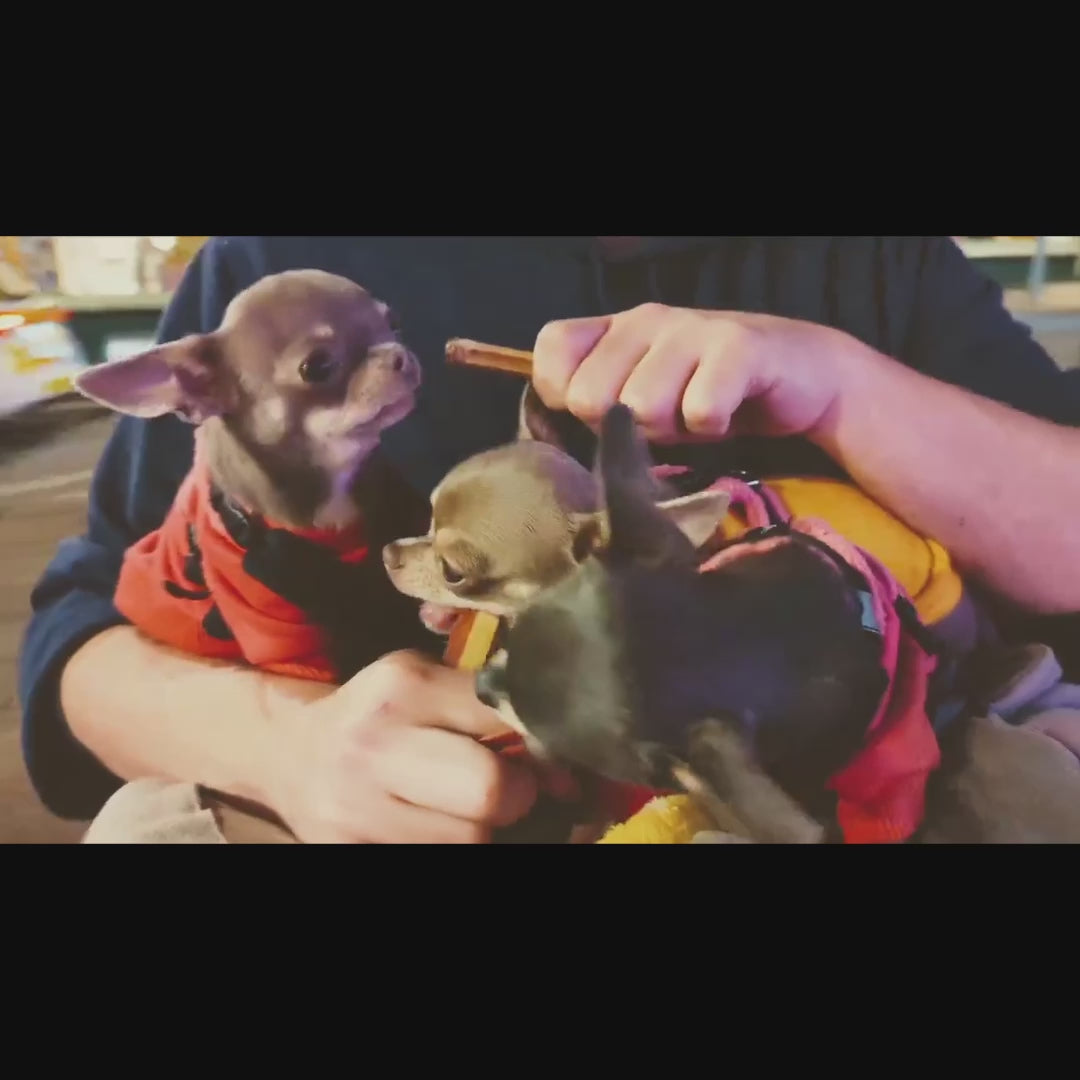 Customer review video of W'ZIS Fang Chews for dental cleaning