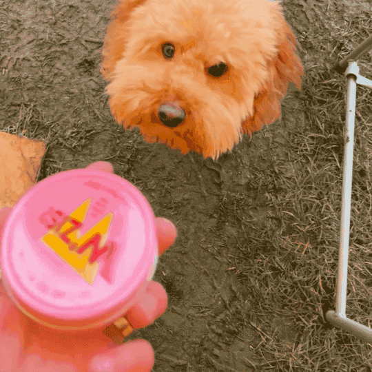 W'ZIS? Vegan Dog Treats and Chews