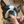Tasty dog treats