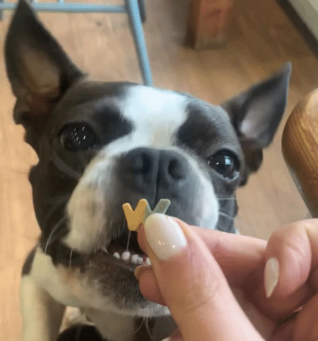 Tasty dog treats