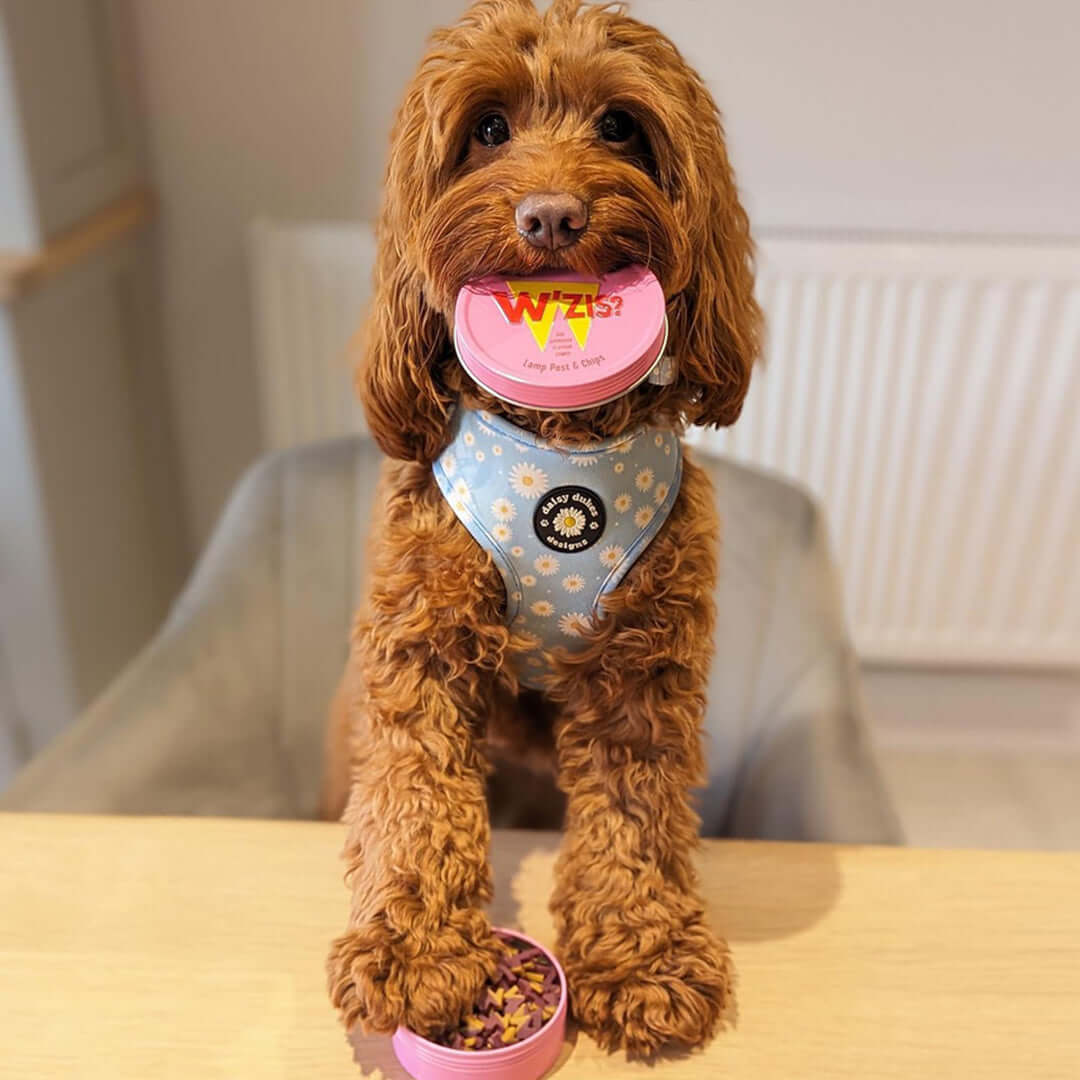 Customer showcasing W'ZIS Lamp Post & Chips refill box for sensitive dogs